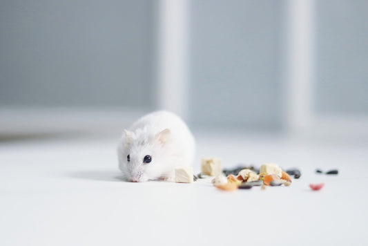 Can Rats Eat Bell Peppers?