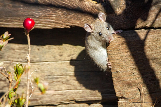 Can Rats Eat Broccoli?