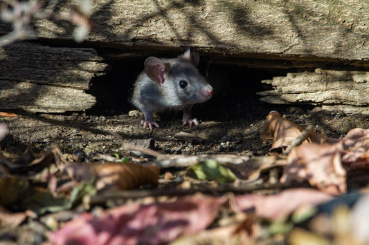 Can Rats Eat Blueberries?