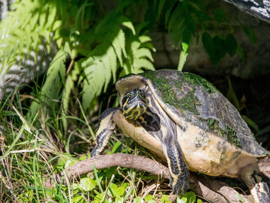 Can Tortoises Eat Arugula