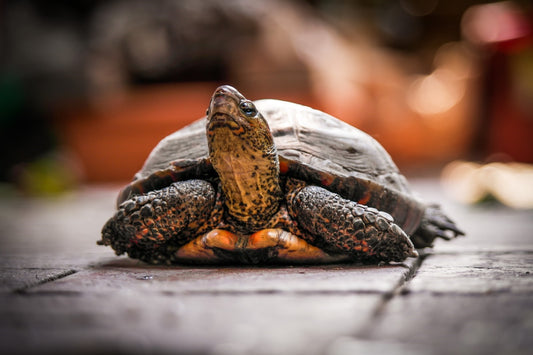 Can Tortoises Eat Apples?