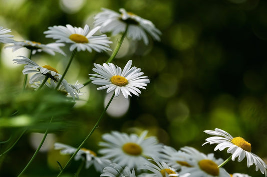 Can Gerbils Eat Daisies?