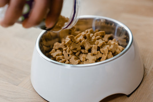Can Gerbils Eat Dog Foods?