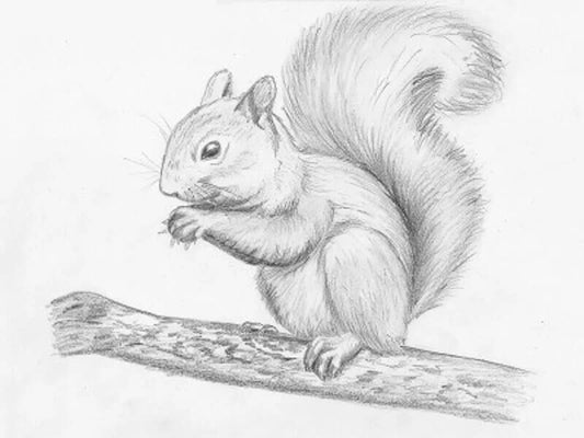 How To Draw A Squirrel