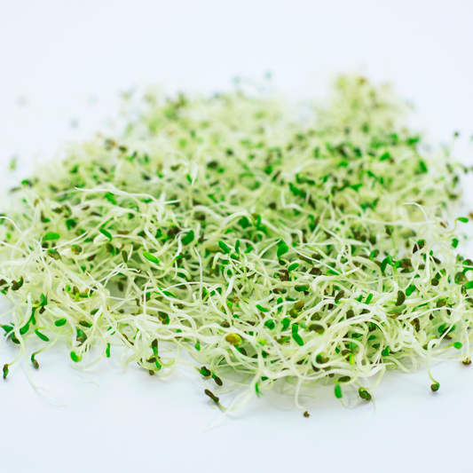 Can Guinea Pigs Eat Alfalfa?