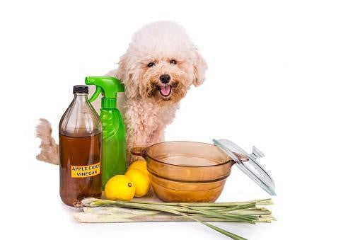Can Dogs Drink Apple Cider Vinegar?