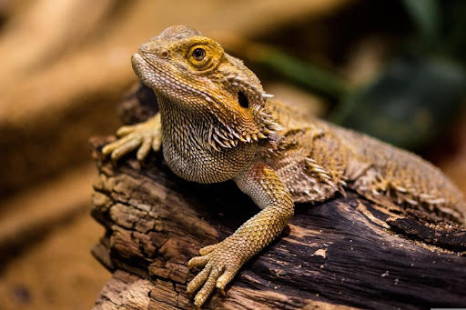 Can Bearded Dragons Eat Bananas?