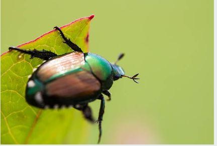 Can Chickens Eat Japanese Beetles?