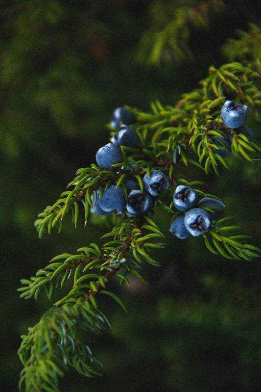 Can Chickens Eat Juniper Berries