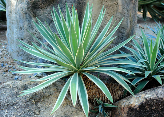 What Does Agave Smell Like?