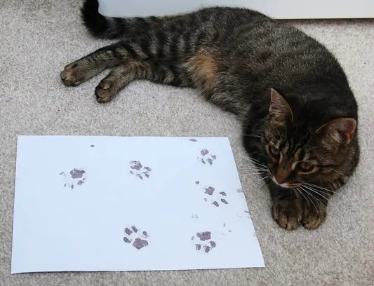 How To Get A Cat Paw Print Without Ink