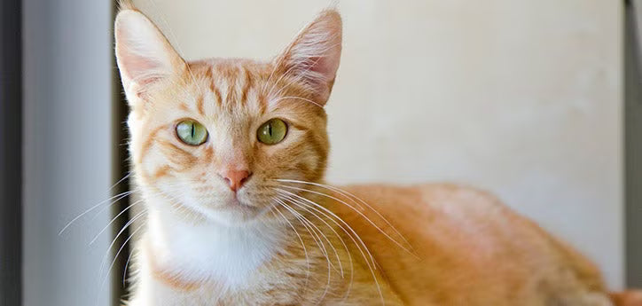 Cat at alert