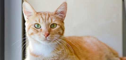 Cat at alert