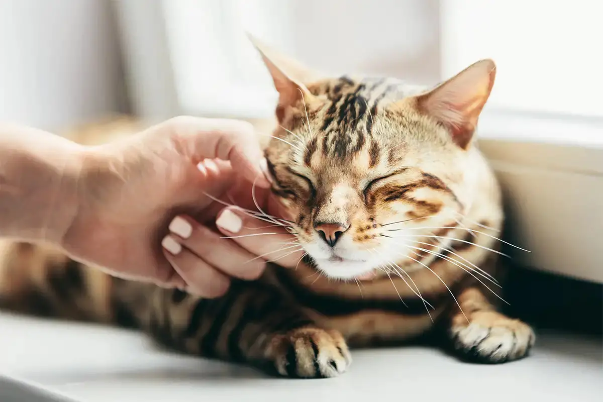 What Does It Mean When A Cat Purrs?