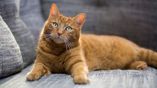 Why is Having a Cat Good for You