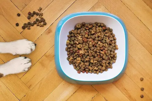 Can Cats Eat Dogs Food?
