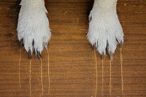 Why Do Dogs Scratch The Floor?