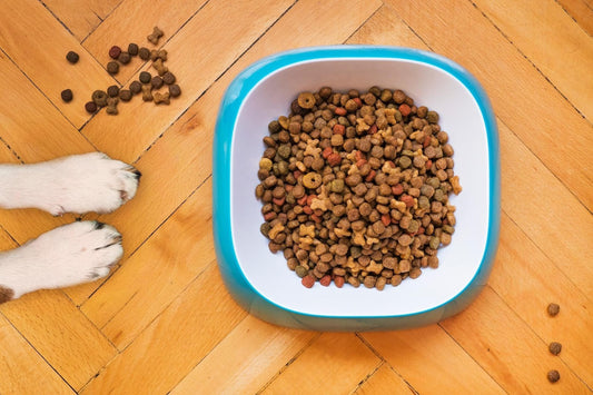 Can Rats Eat Dog Food?