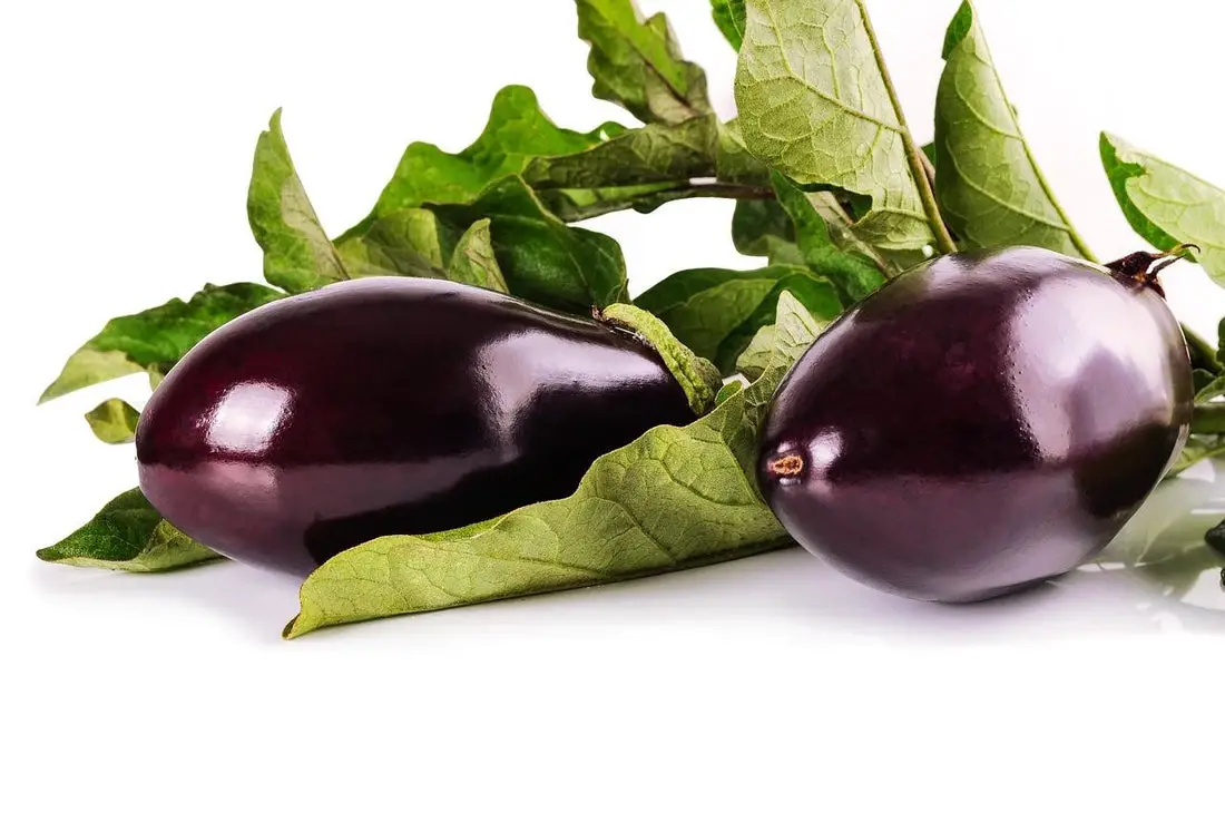 Can Horses Eat Eggplant?