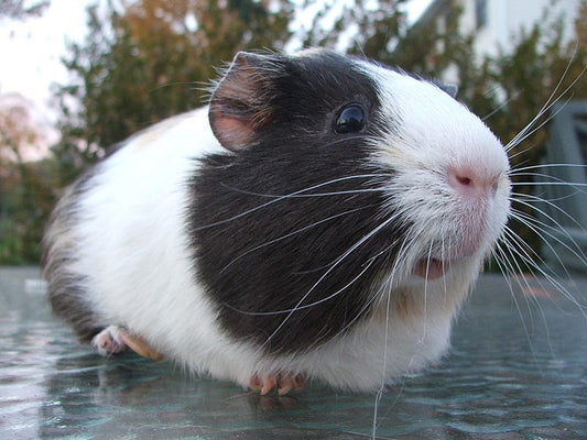 How To Draw A Guinea Pig