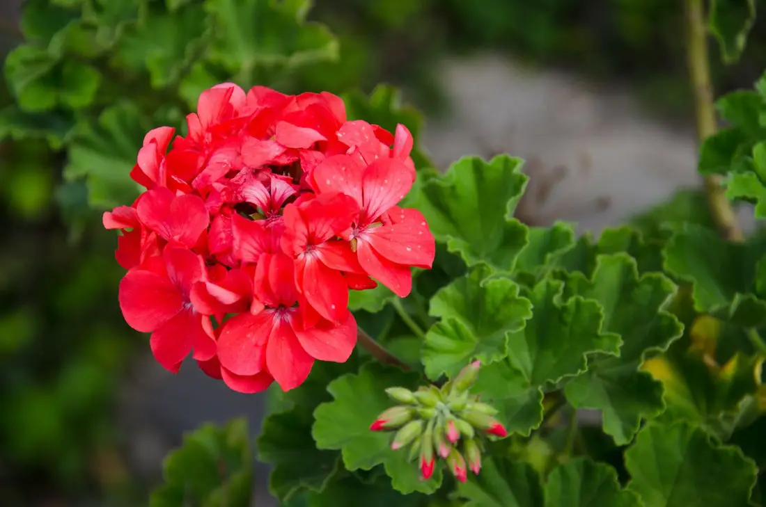 What Does Geranium Smell Like?