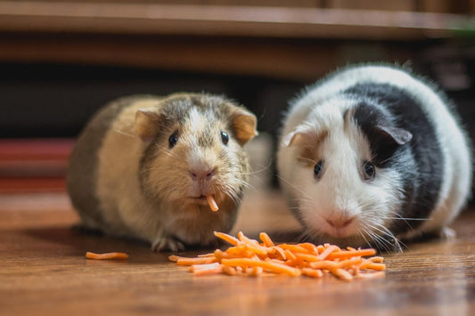 Can Rats Eat Guinea Pig Food?