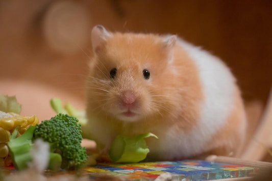 Can Hamsters Eat Brussel Sprouts?