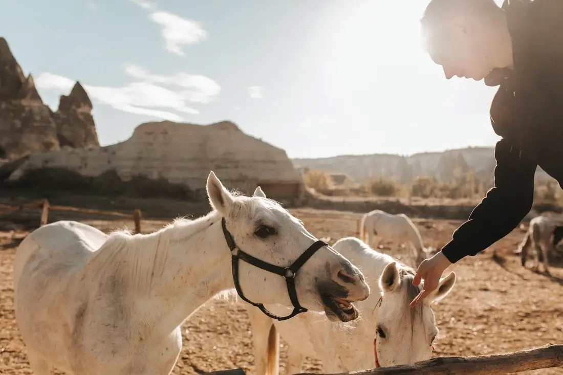 Can Horses Eat Honey?