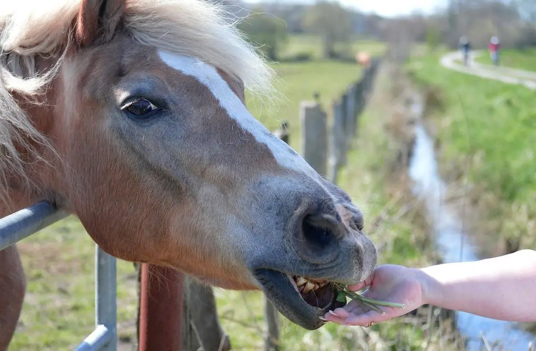 Can Horses Eat Marshmallows?