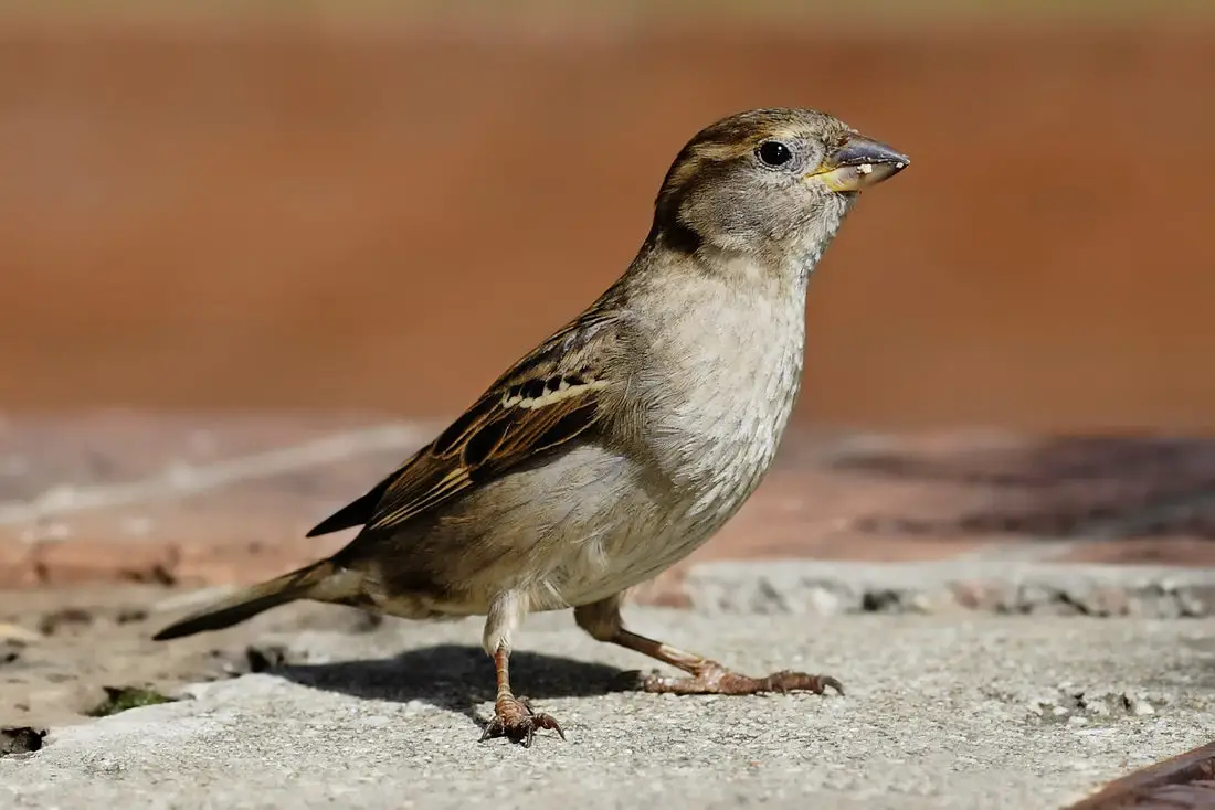 How To Draw A Bird