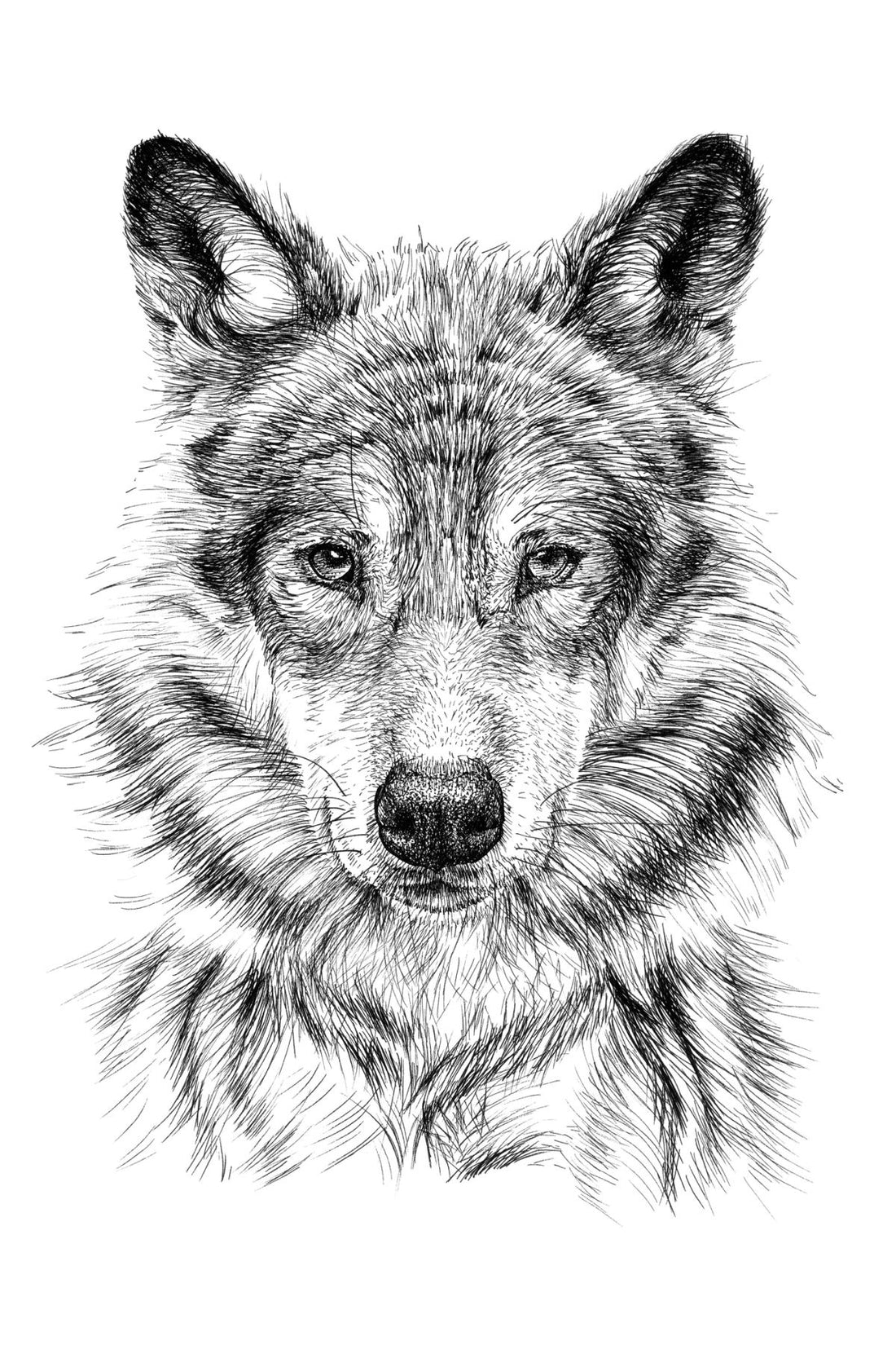 How To Draw A Wolf