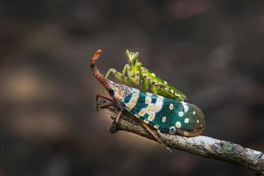 Can Chickens Eat Insects?