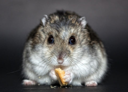 Can Squirrels Eat Hamster Food?