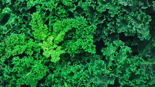 Can Guinea Pigs Eat Kale?