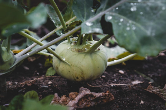 Can Rats Eat Kohlrabi?