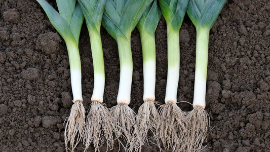 Can Guinea Pigs Eat Leeks?