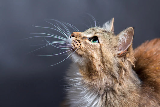Pretty Cat