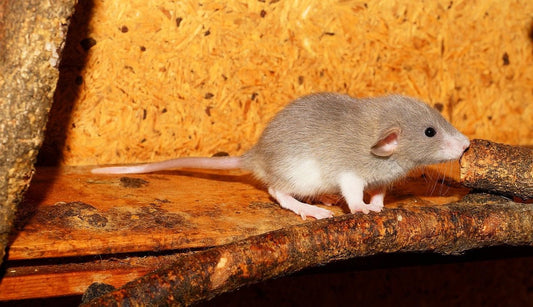 Can Rats Eat Cauliflower?