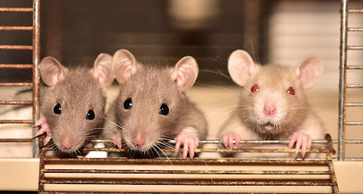 Can Rats Eat Beans?