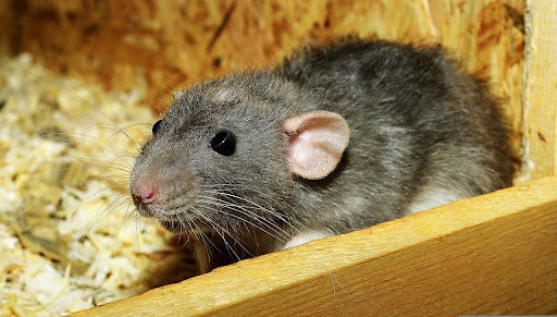 Can Rats Eat Cheese?