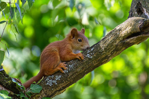 Can Squirrels Eat Blackberries?