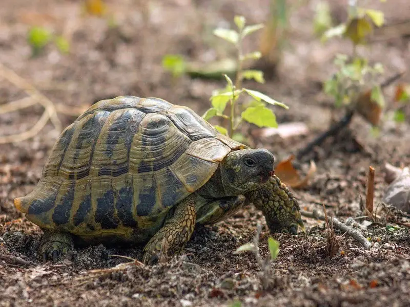 Can Tortoises Eat These Foods