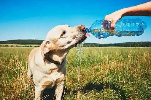 Can Dogs Drink Bottled Water?