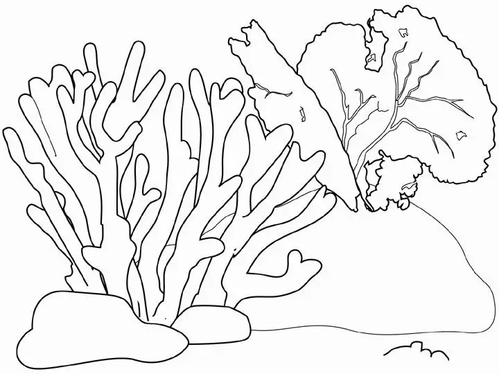 How To Draw Coral