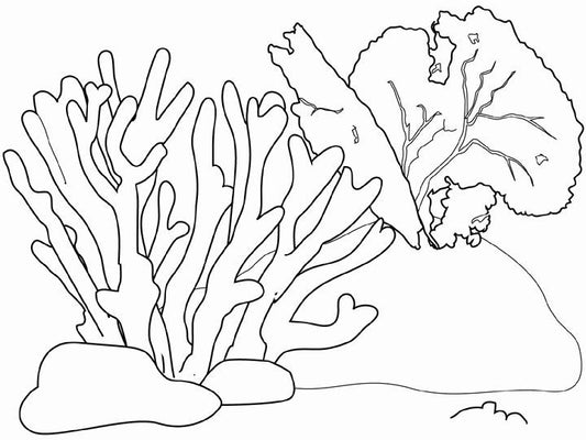 How To Draw Coral