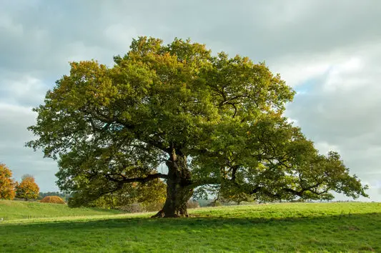 How To Draw A Tree