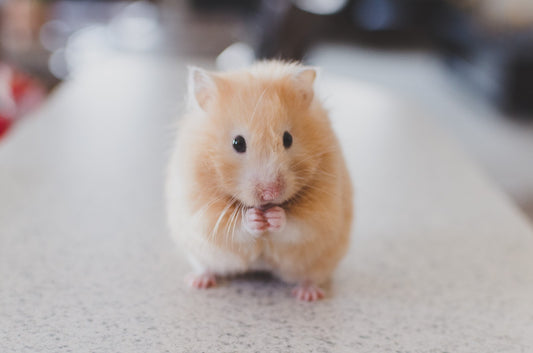 Can Rats Eat Alfalfa?