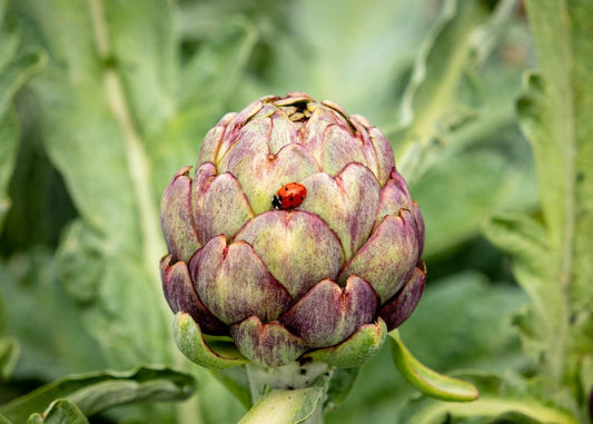 Can Chickens Eat Artichoke?