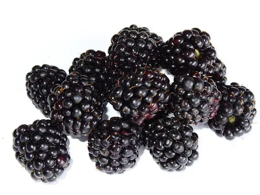 Can Gerbils Eat Blackberries?