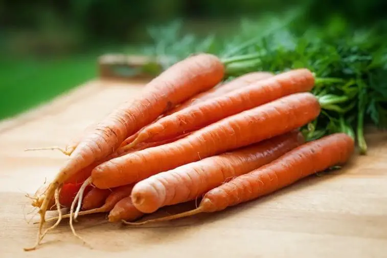 Can Bearded Dragon Eat Carrots?